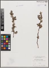 Foto von Salix aurita L. x Salix repens L.